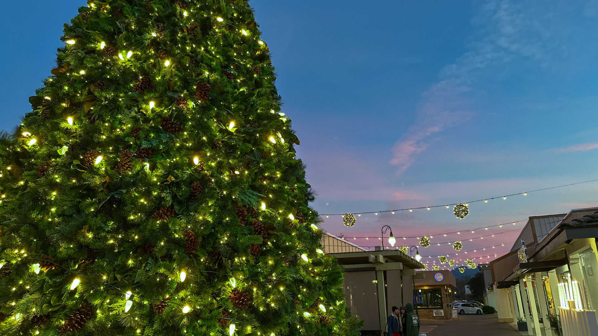 Commercial Christmas Trees (2)